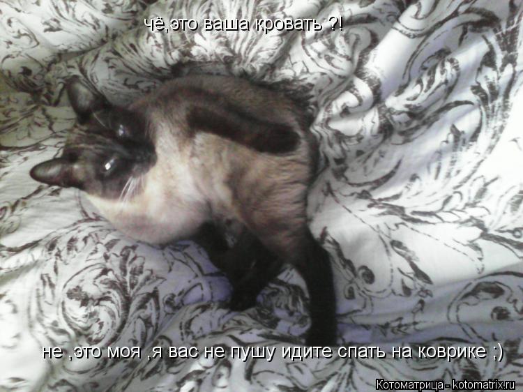 чё,это ваша кровать ?! не ,это моя ,я вас не пушу идите спать на коврике ;)... Котоматрица: чё,это ваша кровать ?! не ,это моя ,я вас не пушу идите спать на коврике ;)