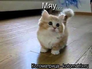 Мяу...... Котоматрица: Мяу...