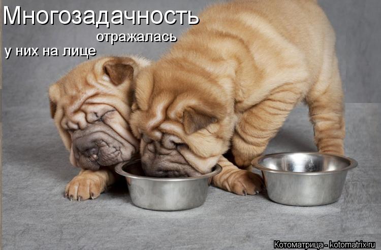 Котоматрица: Многозадачность отражалась  у них на лице