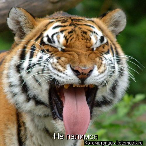 Не палимся... Котоматрица: Не палимся