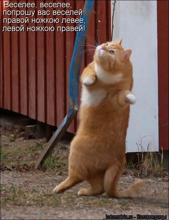 Котоматрица: Веселее, веселее,  попрошу вас веселей правой ножкою левее,  левой ножкою правей!