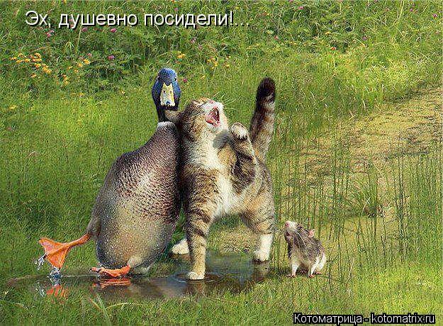Котоматрица: Эх, душевно посидели!...