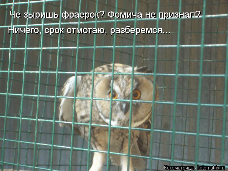 Че зыришь фраерок? Фомича не признал? Ничего, срок отмотаю, разберемся...... Котоматрица: Че зыришь фраерок? Фомича не признал? Ничего, срок отмотаю, разберемся...