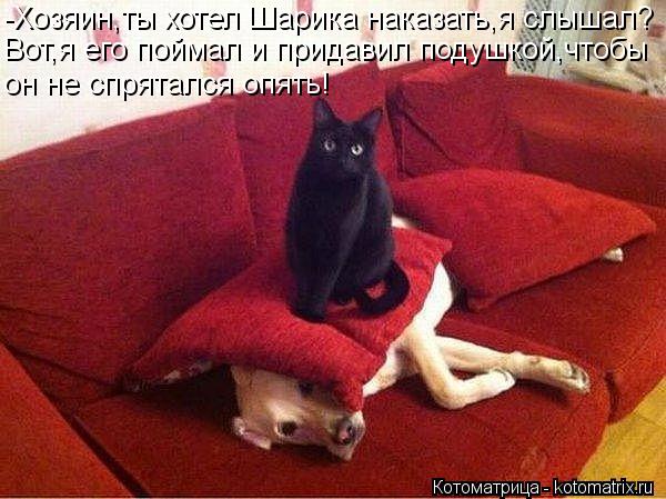 -Хозяин,ты хотел Шарика наказать,я слышал? Вот,я его поймал и придавил подушкой,чтобы он не спрятался... Котоматрица: -Хозяин,ты хотел Шарика наказать,я слышал? Вот,я его поймал и придавил подушкой,чтобы он не спрятался опять!