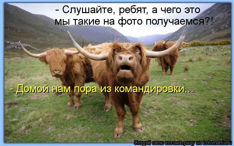 - Слушайте, ребят, а чего это мы такие на фото получаемся?! - Домой нам пора из командировки...... Котоматрица: - Слушайте, ребят, а чего это мы такие на фото получаемся?! - Домой нам пора из командировки...