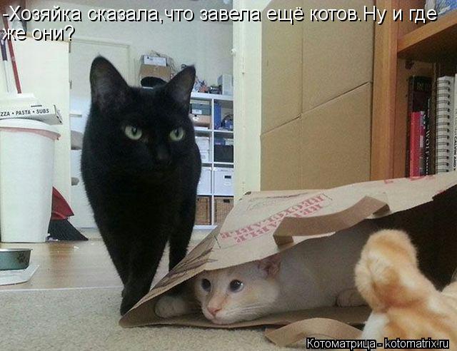 -Хозяйка сказала,что завела ещё котов.Ну и где же они?... Котоматрица: -Хозяйка сказала,что завела ещё котов.Ну и где же они?