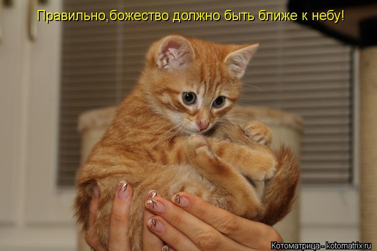 Правильно,божество должно быть ближе к небу!... Котоматрица: Правильно,божество должно быть ближе к небу!