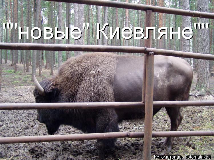 Котоматрица: ""новые" Киевляне""