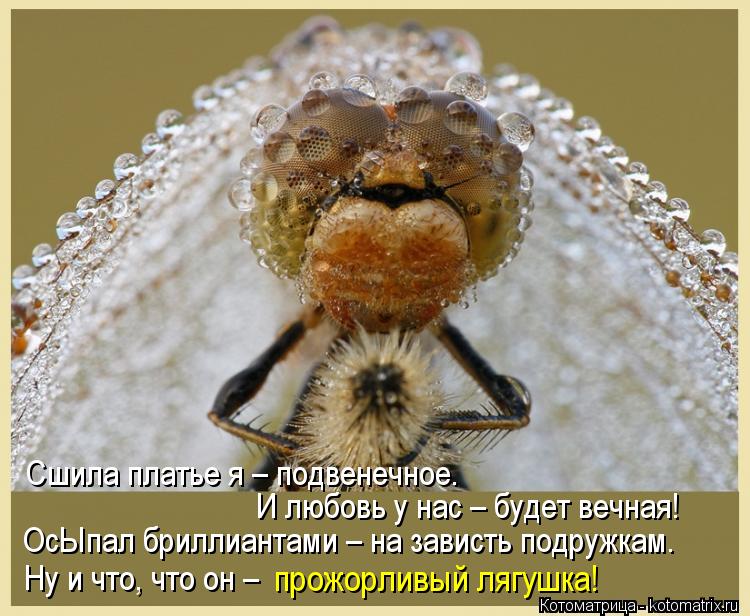 Котоматрица: И любовь у нас – будет вечная! Сшила платье я – подвенечное. ОсЫпал бриллиантами – на зависть подружкам. Ну и что, что он –  прожорливый ляг