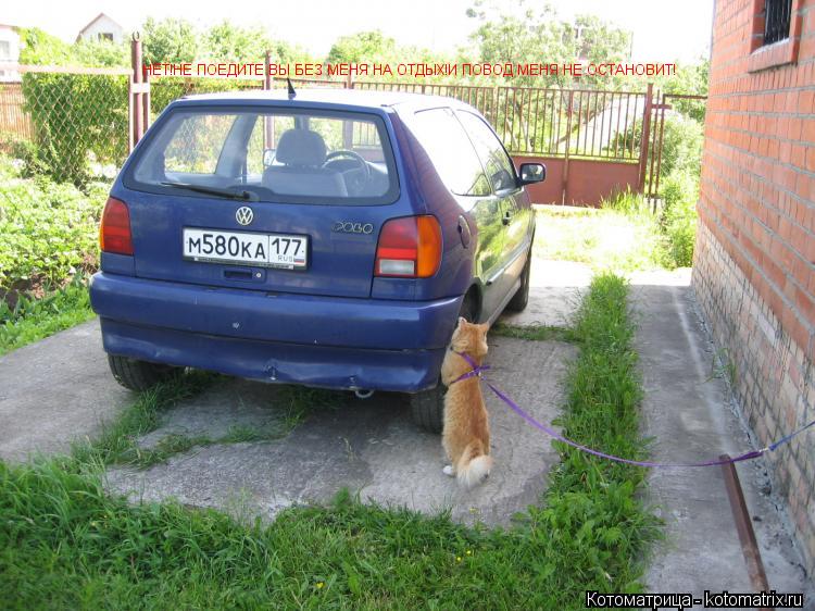 НЕТ!НЕ ПОЕДИТЕ ВЫ БЕЗ МЕНЯ НА ОТДЫХ!И ПОВОД МЕНЯ НЕ ОСТАНОВИТ!... Котоматрица: НЕТ!НЕ ПОЕДИТЕ ВЫ БЕЗ МЕНЯ НА ОТДЫХ!И ПОВОД МЕНЯ НЕ ОСТАНОВИТ!