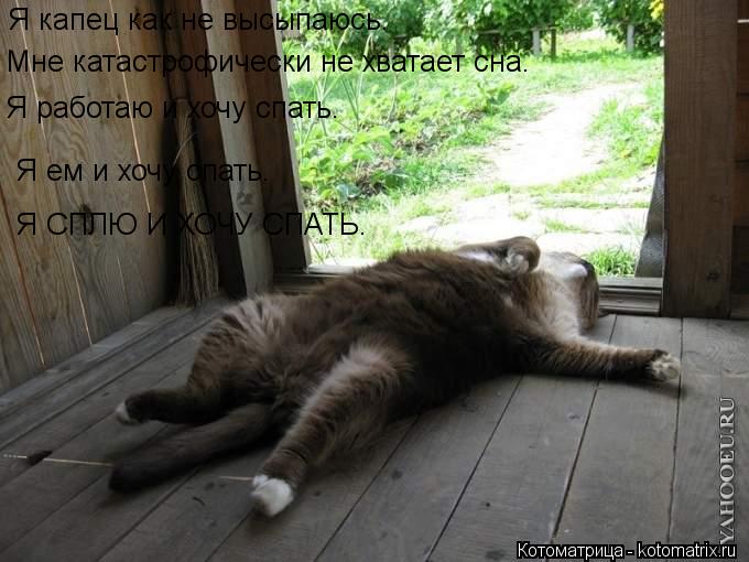Я капец как не высыпаюсь. Мне катастрофически не хватает сна. Я работаю и хочу спать. Я ем и хочу сп... Котоматрица: Я капец как не высыпаюсь. Мне катастрофически не хватает сна. Я работаю и хочу спать. Я ем и хочу спать. Я СПЛЮ И ХОЧУ СПАТЬ.