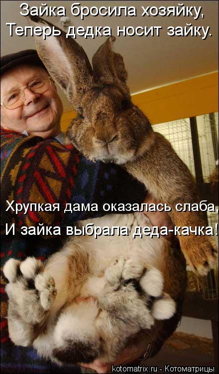 Котоматрица: Зайка бросила хозяйку, Теперь дедка носит зайку. Хрупкая дама оказалась слаба, И зайка выбрала деда-качка!