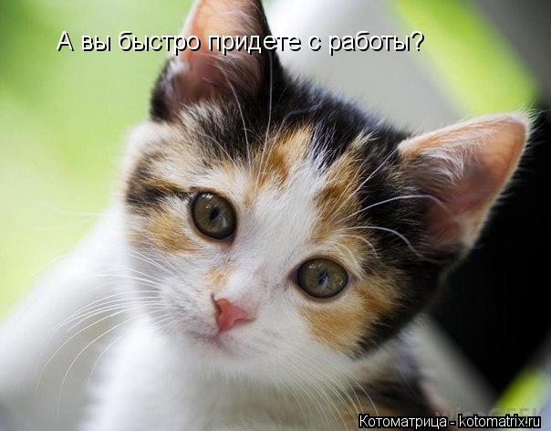 А вы быстро придете с работы?... Котоматрица: А вы быстро придете с работы?