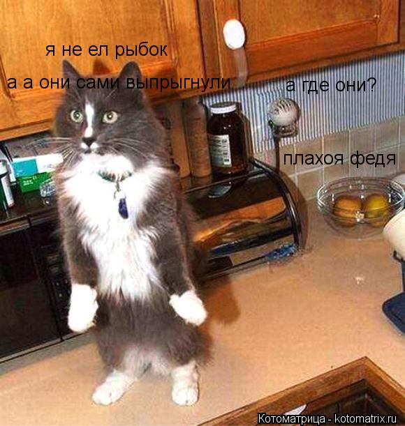 Котоматрица: я не ел рыбок а где они? а а они сами выпрыгнули плахоя федя плахоя федя