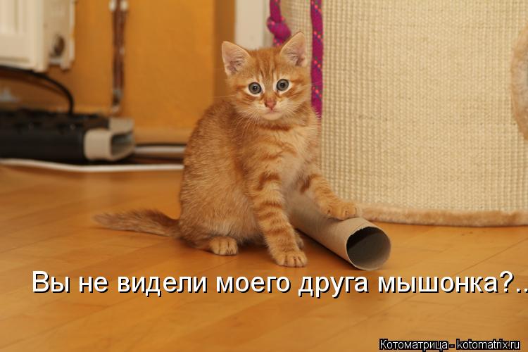 Котоматрица: Вы не видели моего друга мышонка?...