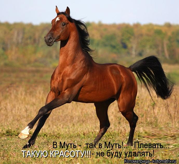 ТАКУЮ КРАСОТУ!!! - не буду удалять! В Муть - так в Муть!.. Плевать...... Котоматрица: ТАКУЮ КРАСОТУ!!! - не буду удалять! В Муть - так в Муть!.. Плевать...