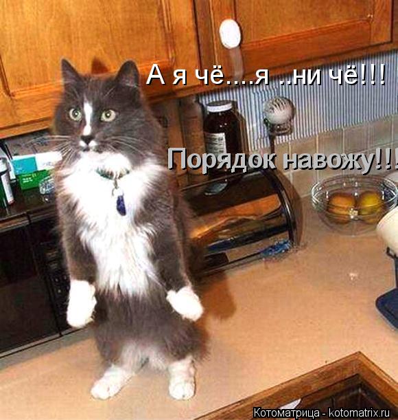 Котоматрица: А я чё....я ..ни чё!!!  Порядок навожу!!!! Порядок навожу!!!!