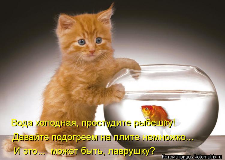 Котоматрица: Вода холодная, простудите рыбешку! Давайте подогреем на плите немножко... И это...  может быть, лаврушку?