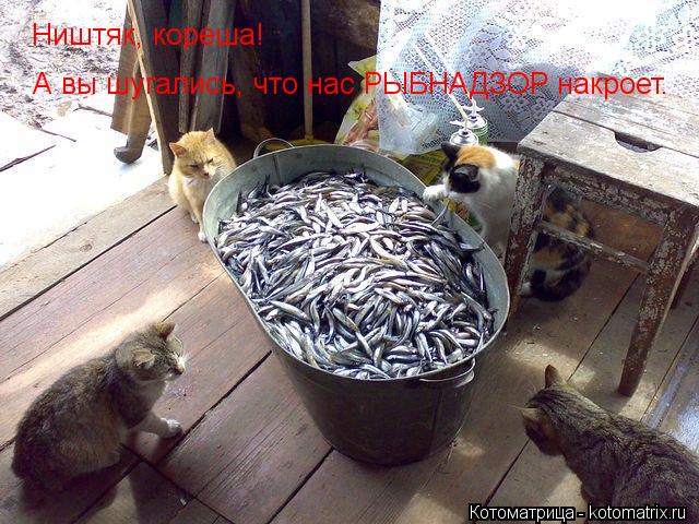 Ништяк, кореша! А вы шугались, что нас РЫБНАДЗОР накроет.... Котоматрица: Ништяк, кореша! А вы шугались, что нас РЫБНАДЗОР накроет.