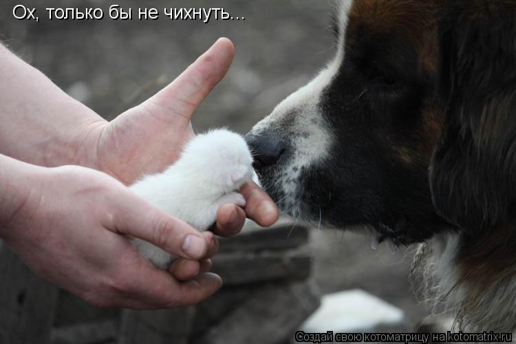 Котоматрица: Ох, только бы не чихнуть...