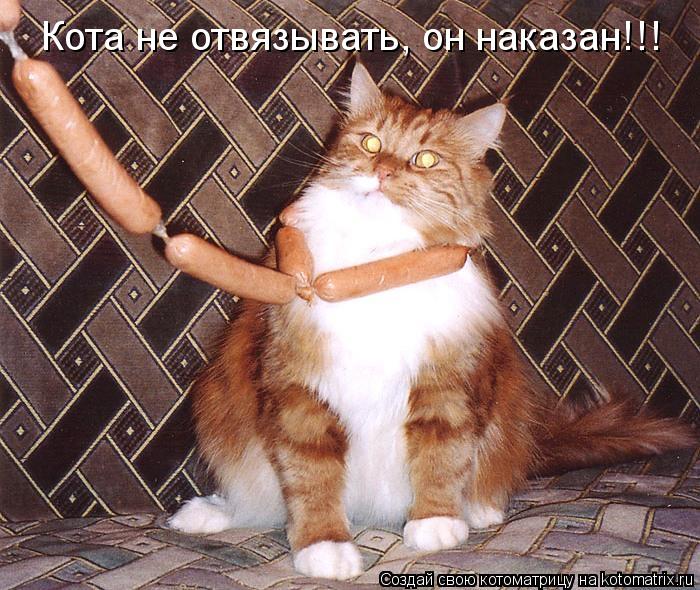 Котоматрица: Кота не отвязывать, он наказан!!!