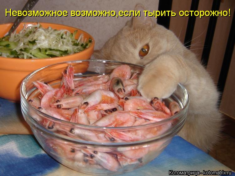 Невозможное возможно,если тырить осторожно!... Котоматрица: Невозможное возможно,если тырить осторожно!