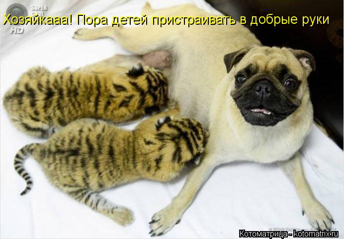 Хозяйкааа! Пора детей пристраивать в добрые руки... Котоматрица: Хозяйкааа! Пора детей пристраивать в добрые руки
