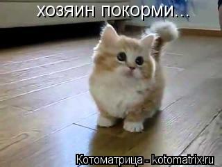 хозяин покорми...... Котоматрица: хозяин покорми...