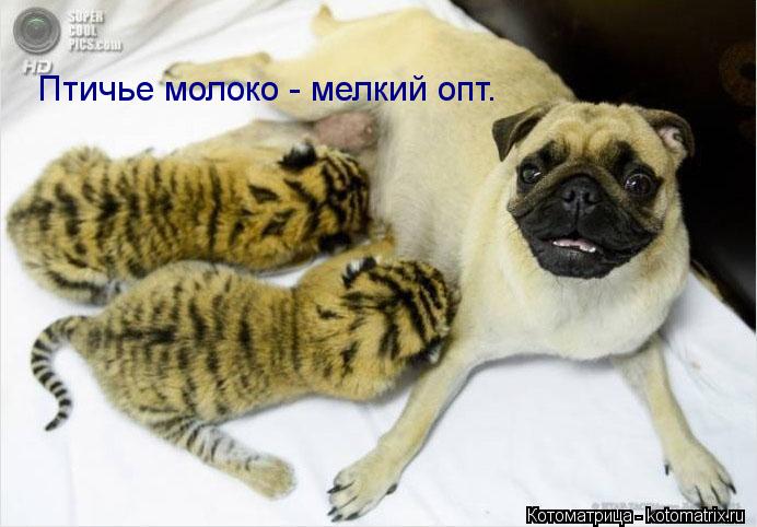 Котоматрица: Птичье молоко - мелкий опт.