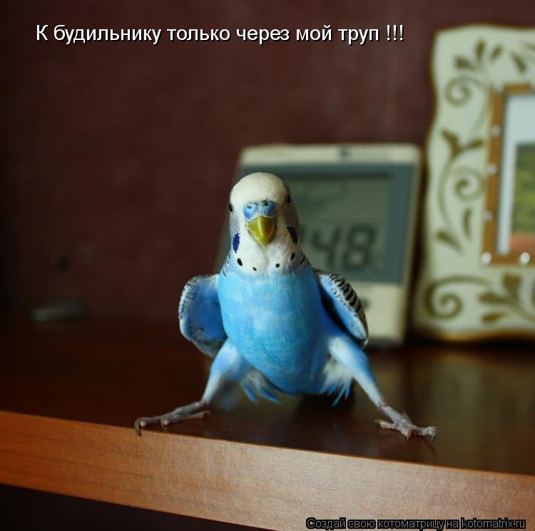 Котоматрица: К будильнику только через мой труп !!!