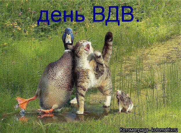 Котоматрица: день ВДВ.