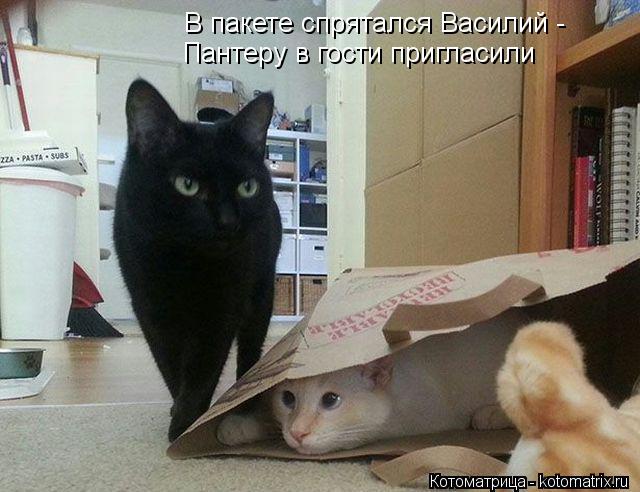 В пакете спрятался Василий - Пантеру в гости пригласили... Котоматрица: В пакете спрятался Василий - Пантеру в гости пригласили