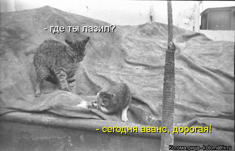 - где ты лазил? - сегодня аванс, дорогая!... Котоматрица: - где ты лазил? - сегодня аванс, дорогая!