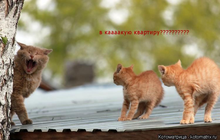 Котоматрица: в каааакую квартиру??????????
