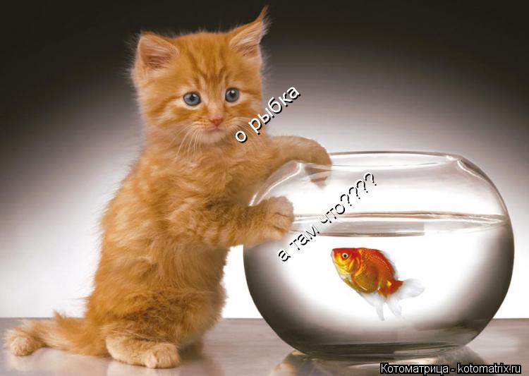 Котоматрица: о рыбка а там что???? а там что????