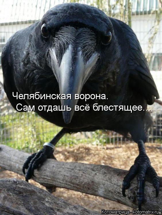 Челябинская ворона. Сам отдашь всё блестящее...... Котоматрица: Челябинская ворона. Сам отдашь всё блестящее...