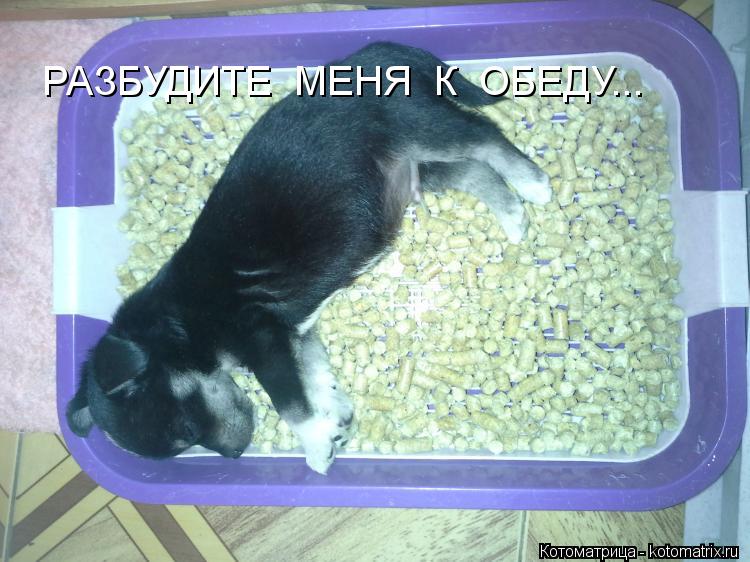 Котоматрица: РАЗБУДИТЕ  МЕНЯ  К  ОБЕДУ...