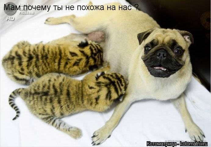 Мам почему ты не похожа на нас ?... Котоматрица: Мам почему ты не похожа на нас ?