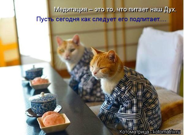 Медитация – это то, что питает наш Дух. Пусть сегодня как следует его подпитает....... Котоматрица: Медитация – это то, что питает наш Дух. Пусть сегодня как следует его подпитает....