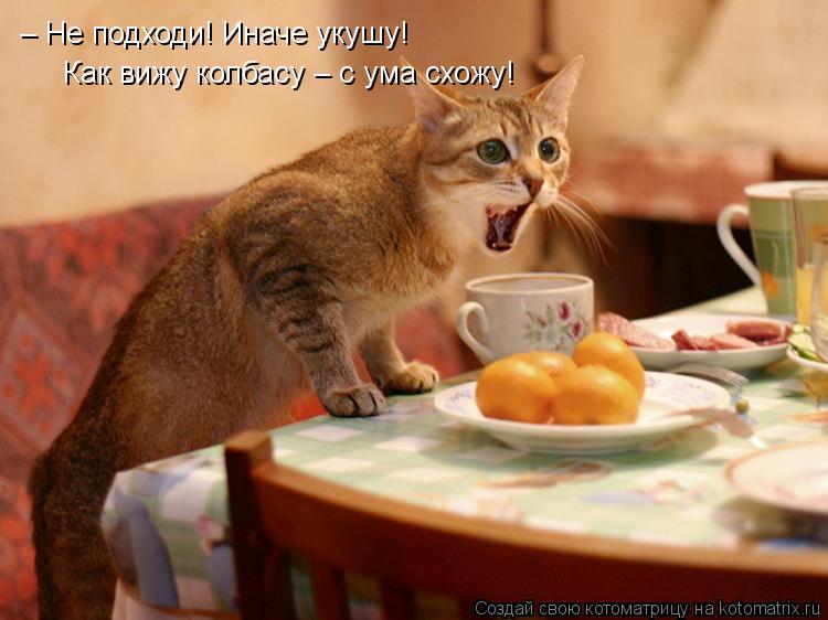– Не подходи! Иначе укушу! Как вижу колбасу – с ума схожу!... Котоматрица: – Не подходи! Иначе укушу! Как вижу колбасу – с ума схожу!