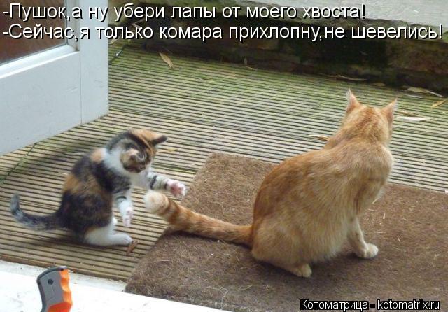 -Пушок,а ну убери лапы от моего хвоста! -Сейчас,я только комара прихлопну,не шевелись!... Котоматрица: -Пушок,а ну убери лапы от моего хвоста! -Сейчас,я только комара прихлопну,не шевелись!