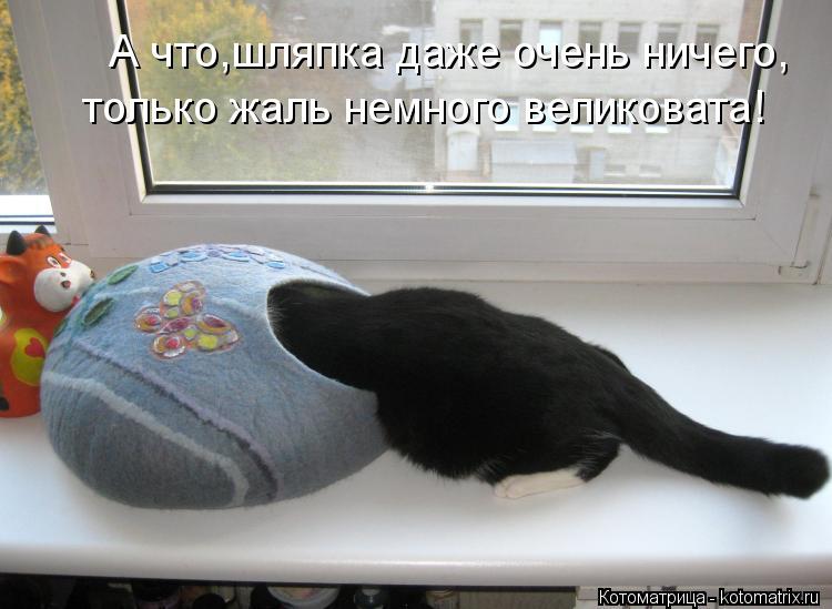 А что,шляпка даже очень ничего, только жаль немного великовата!... Котоматрица: А что,шляпка даже очень ничего, только жаль немного великовата!