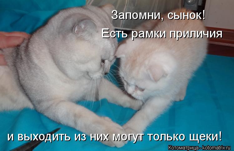 Котоматрица: Запомни, сынок! Есть рамки приличия и выходить из них могут только щеки!
