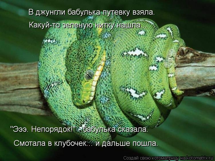 "Эээ. Непорядок!" - бабулька сказала. В джунгли бабулька путевку взяла. Какуй-то зеленую нитку нашла.... Котоматрица: "Эээ. Непорядок!" - бабулька сказала. В джунгли бабулька путевку взяла. Какуй-то зеленую нитку нашла... Смотала в клубочек... и дальше пошла.