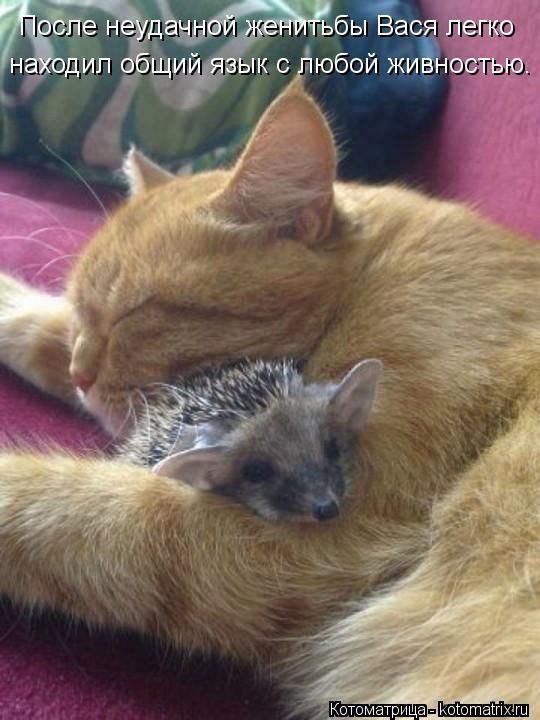 После неудачной женитьбы Вася легко находил общий язык с любой живностью.... Котоматрица: После неудачной женитьбы Вася легко находил общий язык с любой живностью.