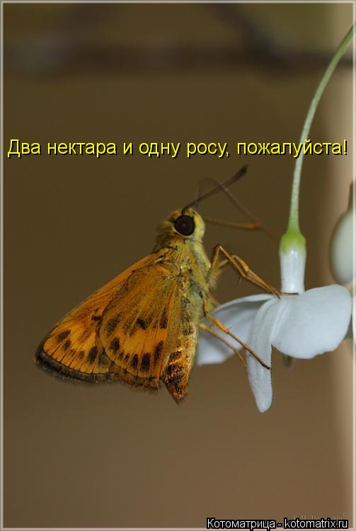 Два нектара и одну росу, пожалуйста!... Котоматрица: Два нектара и одну росу, пожалуйста!
