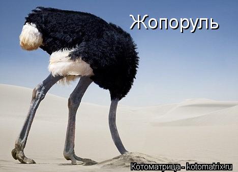 Жопоруль... Котоматрица: Жопоруль