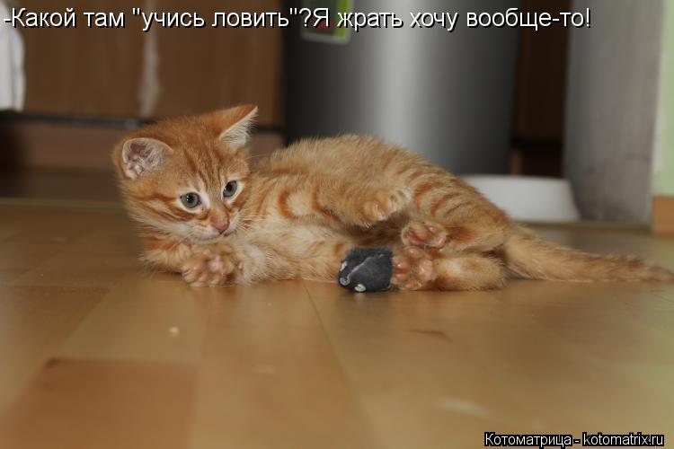 -Какой там "учись ловить"?Я жрать хочу вообще-то!... Котоматрица: -Какой там "учись ловить"?Я жрать хочу вообще-то!