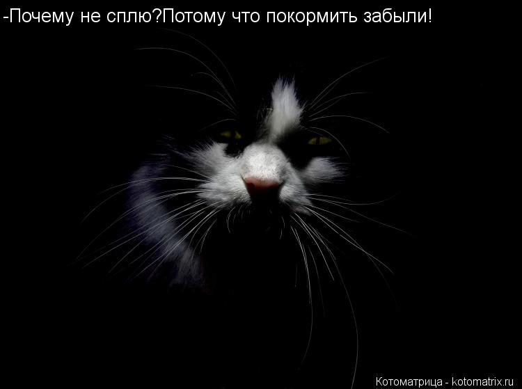 -Почему не сплю?Потому что покормить забыли!... Котоматрица: -Почему не сплю?Потому что покормить забыли!