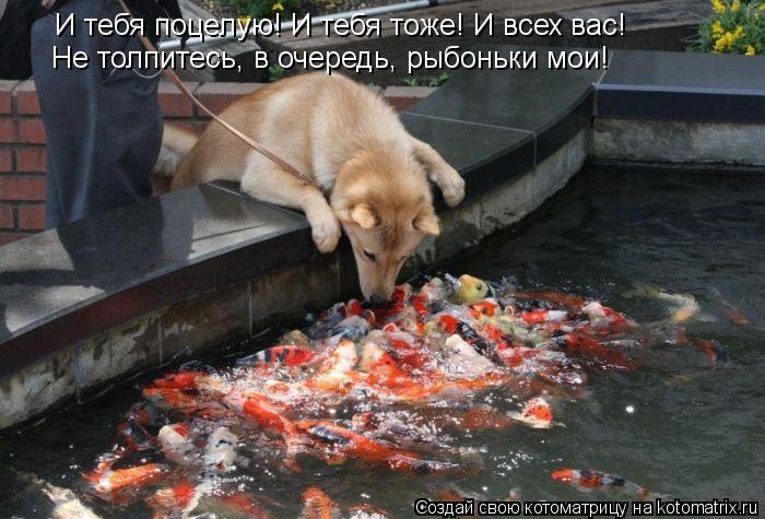 И тебя поцелую! И тебя тоже! И всех вас! Не толпитесь, в очередь, рыбоньки мои!... Котоматрица: И тебя поцелую! И тебя тоже! И всех вас! Не толпитесь, в очередь, рыбоньки мои!